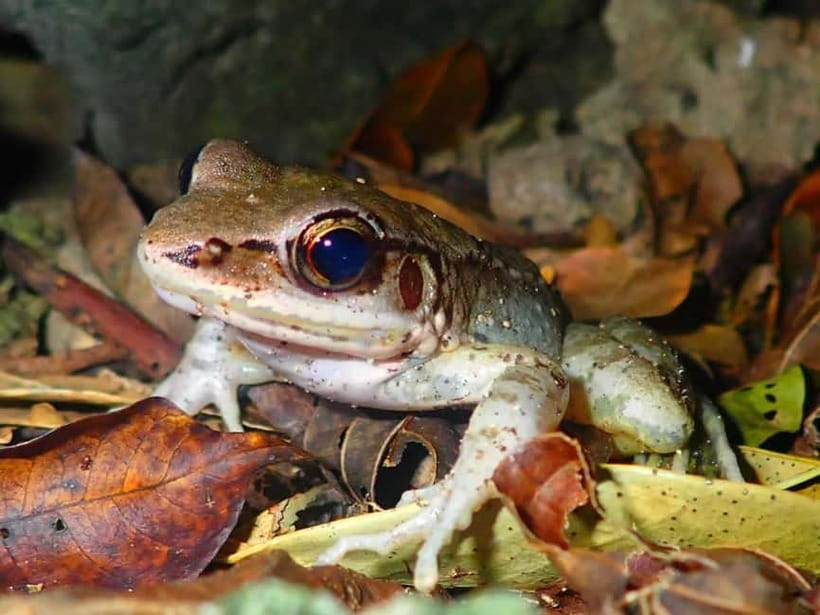 Ishigaki: Jungle Walk and Stargazing Night Tour - Why Ishigaki is worth seeing at night