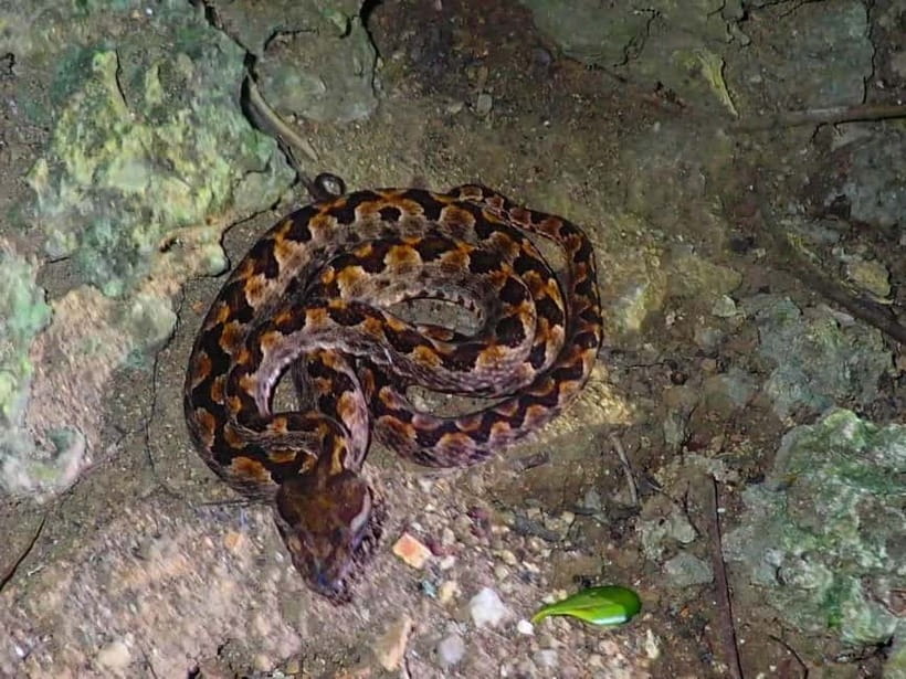 Ishigaki: Jungle Walk and Stargazing Night Tour - The one-hour jungle search