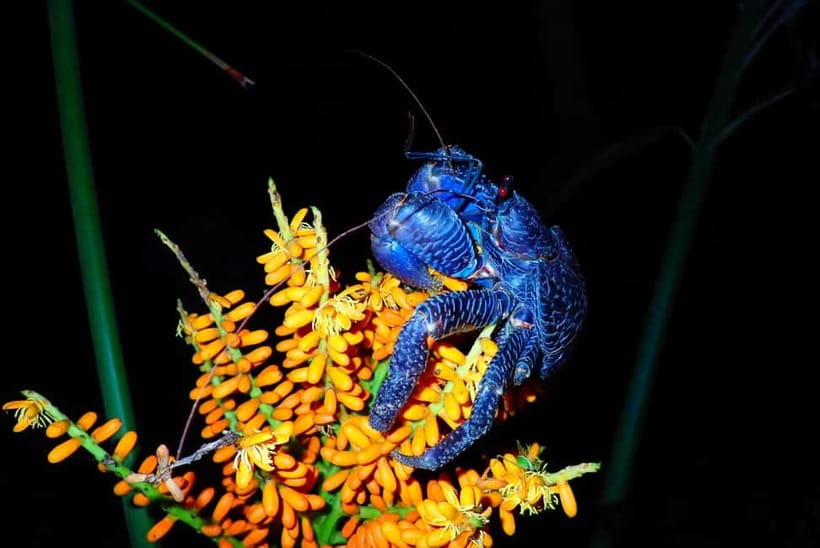 Ishigaki: Jungle Walk and Stargazing Night Tour - What the jungle feels like after sunset