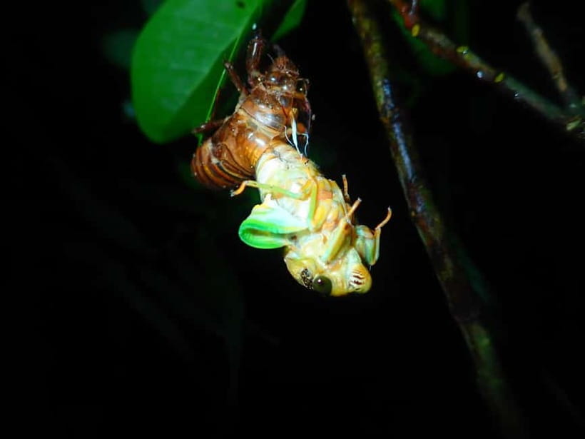 Ishigaki: Jungle Walk and Stargazing Night Tour - The stargazing finish at a quiet beach