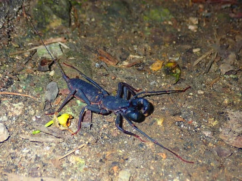 Ishigaki: Jungle Walk and Stargazing Night Tour - The guides are a major part of the value