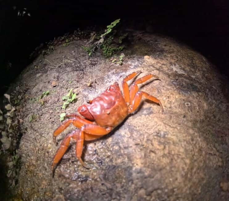 Ishigaki: Jungle Walk and Stargazing Night Tour - Seven practical ways to improve the evening