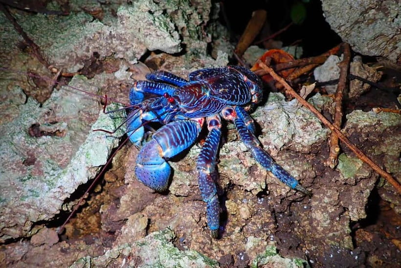 Ishigaki: Jungle Walk and Stargazing Night Tour - Starting at the red mailbox by the ferry terminal