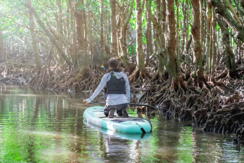 Ishigaki:Mangrove&Sea SUP/Kayak Tour with SLR&Drone footage - Who Will Get the Most From This Tour?