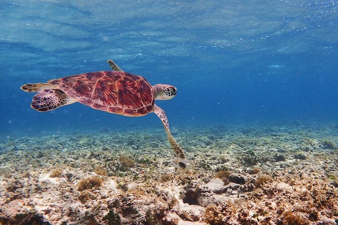 [Ishigaki]Mangrove SUP/Canoe + Blue Cave Snorkeling - Morning meeting and the first practical details