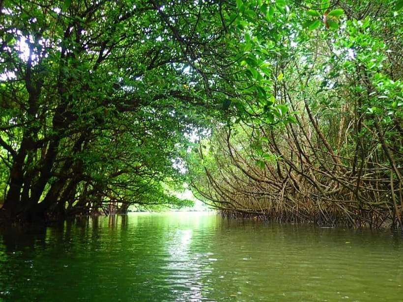 Ishigaki: Mangrove SUP or Canoe & Phantom Island Snorkeling - Key points to know before booking