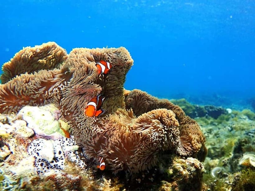 Ishigaki: Mangrove SUP or Canoe & Phantom Island Snorkeling - Guides, language, and safety