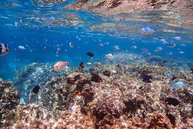 Ishigaki Mangrove SUP or Canoeing and Phantom Island Snorkeling - Heading out to Hama-jima, the Phantom Island