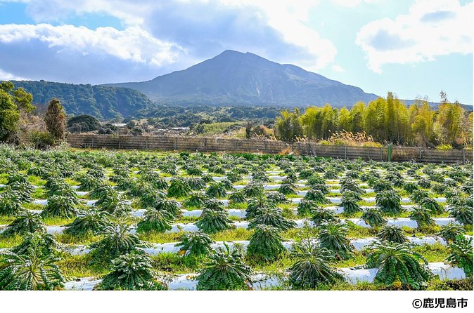 Kagoshima Nature and Food Culture Private Tour - Tarumizu Roadside Station and your lunch choice