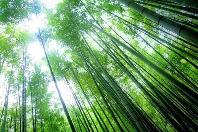 Kamakura Bamboo Forest and Great Buddha Private Tour - What the private guide adds