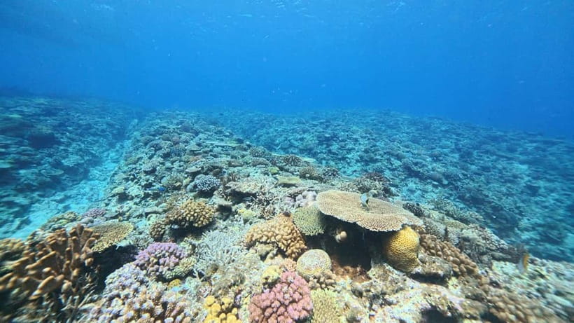 Kerama Half-Day Snorkeling Tour - Quick points to know before booking