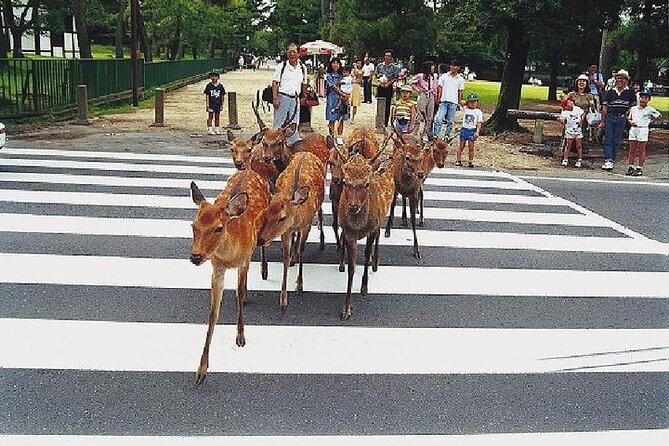 Kyoto and Nara Day Trip from Kyoto - Nijo Castle and the world of the shoguns