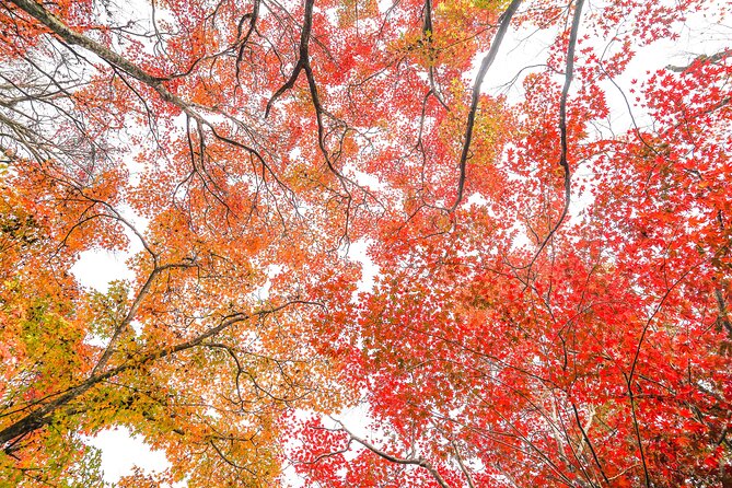 Kyoto Arashiyama Bamboo forest & Garden Half-Day Walking Tour - Okochi Sanso Garden and mountain views