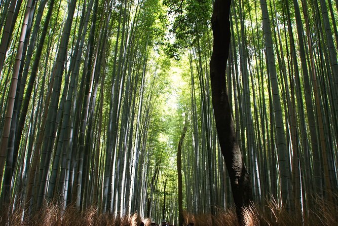 Kyoto: Arashiyama Bamboo Forest, Monkeys, Matcha & Temple Tour - Matcha before the climb