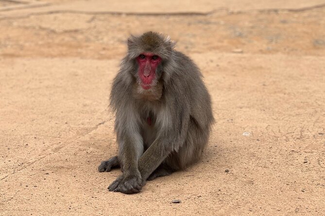 Kyoto: Arashiyama Bamboo Forest, Monkeys, Matcha & Temple Tour - The walking pace and group experience