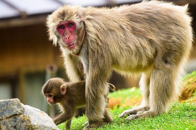 Kyoto Arashiyama Walking Tour: Bamboo, Monkeys, Gardens & Secrets - Nonomiya Shrine and the meaning behind the bamboo