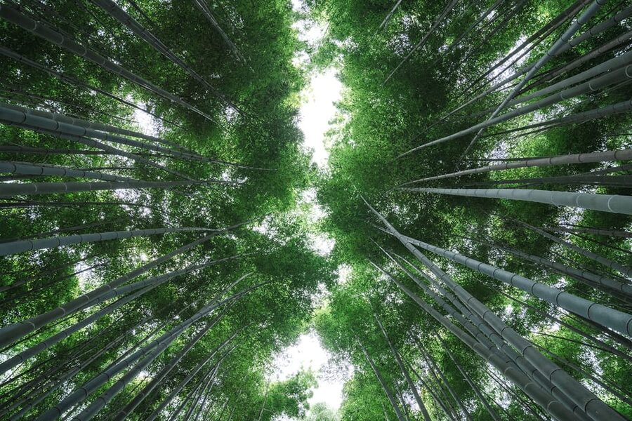 Kyoto: Arashiyama Walking Tour with Local Guide - Families, children, and walking comfort