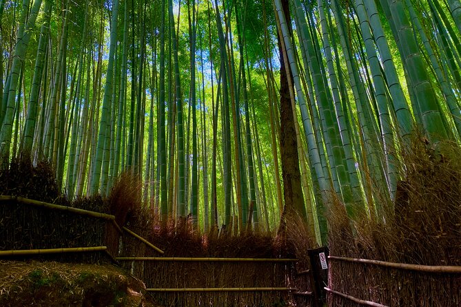 Kyoto Early Bird English Tour: Fushimi-Inari and Arashiyama - Arashiyama Bamboo Forest without the midday crush