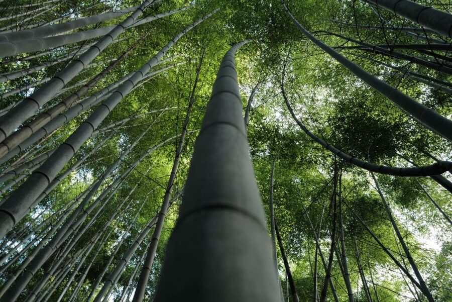 Kyoto: Early Morning Tour with English-Speaking Guide - Who should book this Kyoto morning tour?
