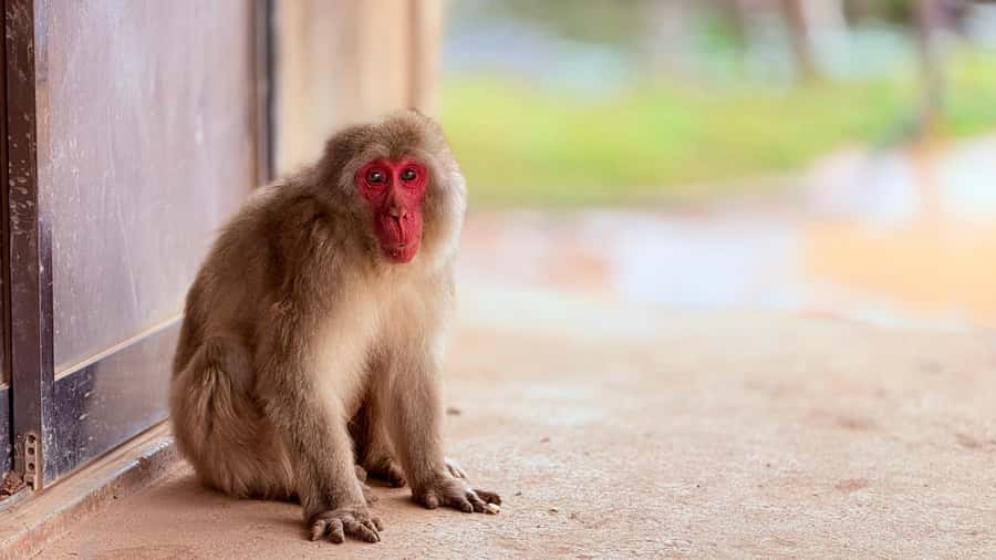 Kyoto: Fushimi, Arashiyama - Bamboo, Monkey, Torii & Secrets - Why this Kyoto combination works