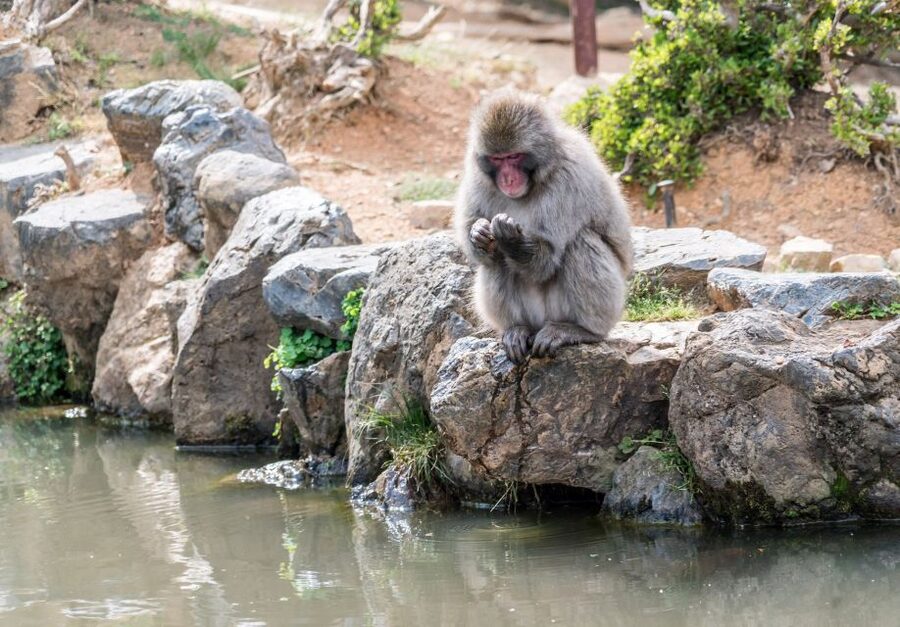 Kyoto: Fushimi, Arashiyama - Bamboo, Monkey, Torii & Secrets - Tenryuji and its Zen garden