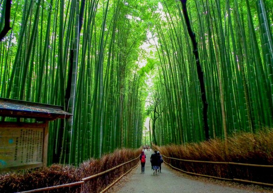 Kyoto: Japanese Gardens Private Customizable Tour - Choosing between Kyoto’s best-known gardens