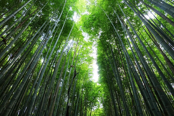 Kyoto Morning Tour with English Speaking Guide - Arashiyama Bamboo Forest and the Green Light