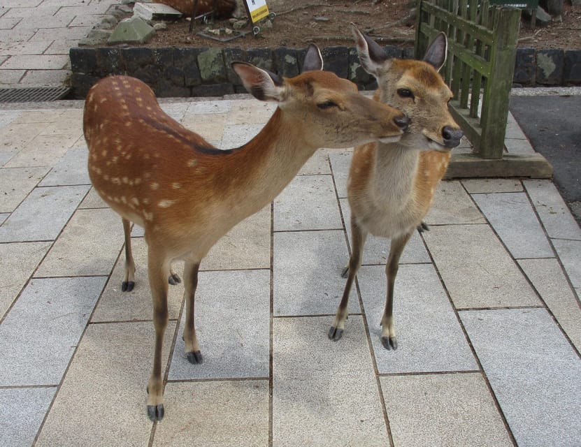 KYOTO-NARA: Giant Buddha Deer Pagoda "Geisya" (Italian, full day) - Who should choose this day trip?