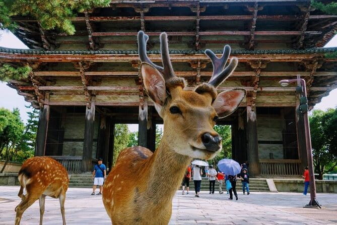 Kyoto & Nara Private Tour from Osaka Kyoto Hotel Pick-up - Todai-ji and Nara Park: the strongest opening