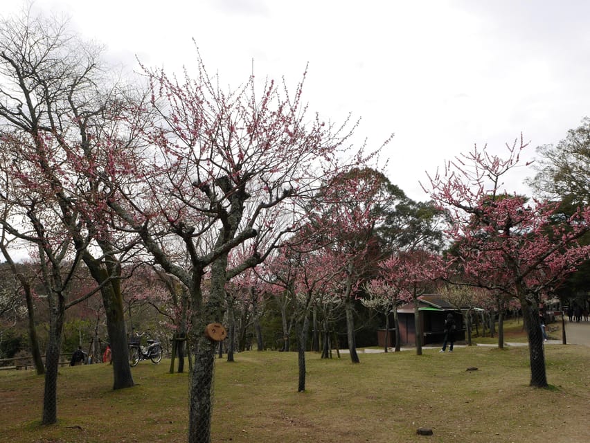Kyoto: Nara, Todaiji, Kasuga Taisha Shrine Private Full Day - Finding old Japan in Naramachi