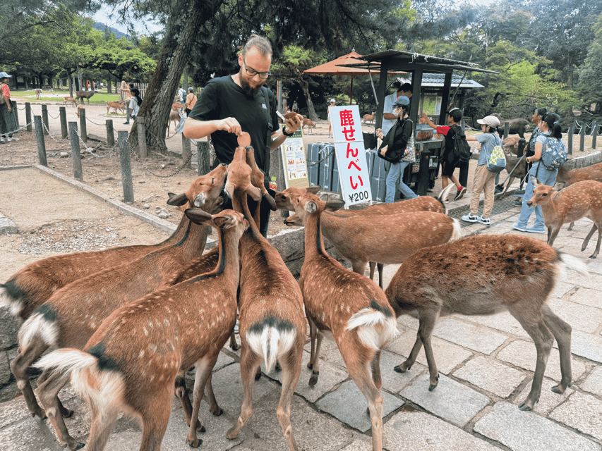 Kyoto: Nara & Traditional Matcha Experience Bus Tour - Who should book this day tour?