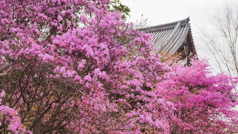 Kyoto: Ninnaji Temple Entry Ticket - Why Ninnaji Temple deserves a place on your Kyoto list