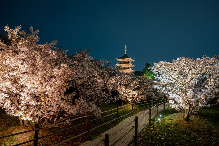 Kyoto: Ninnaji Temple Entry Ticket - Choosing the best season for your visit