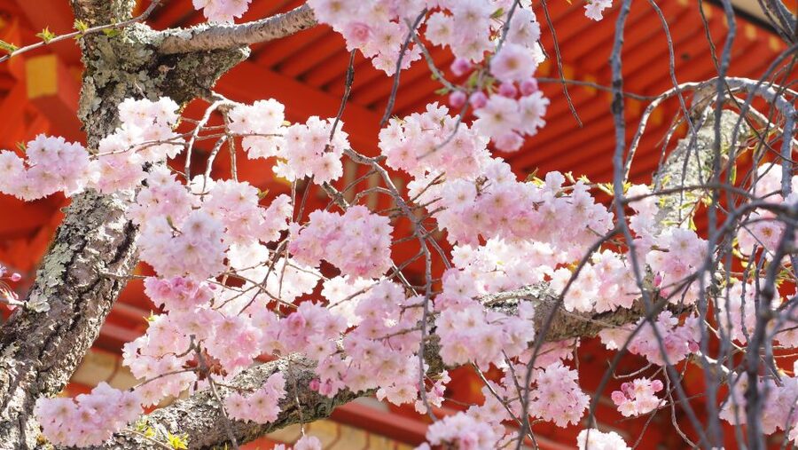 Kyoto: Ninnaji Temple Entry Ticket - How much time should you allow?