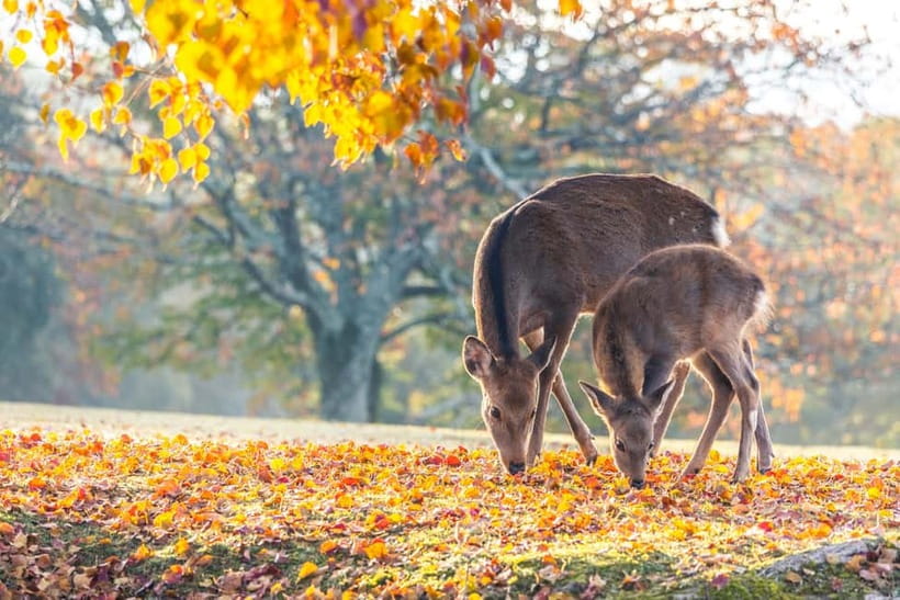 Kyoto/Osaka: Kinkakuji, Bamboo Forest, and Nara Deer Park - Key points to know before booking