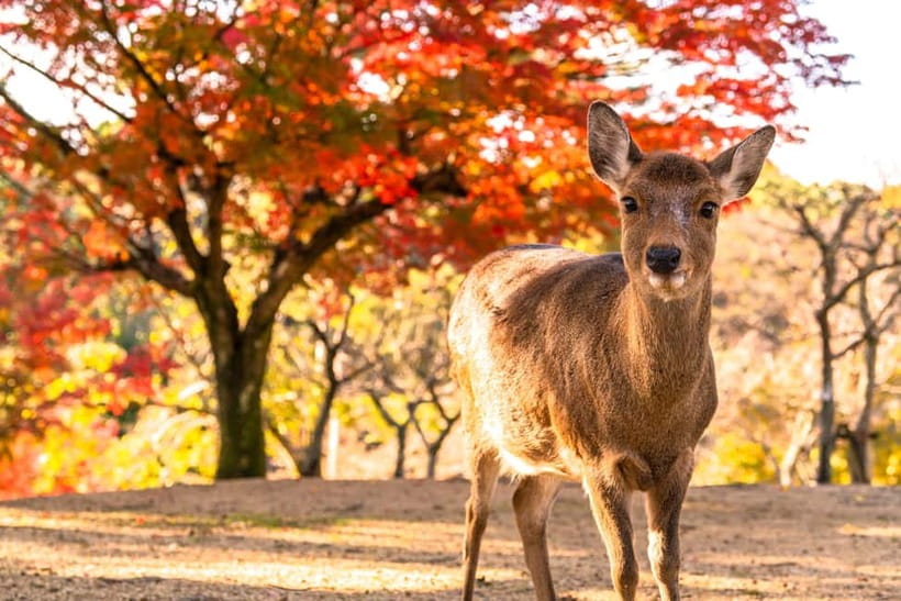 Kyoto/Osaka: Kinkakuji, Bamboo Forest, and Nara Deer Park - Lunch: useful fuel, mixed expectations