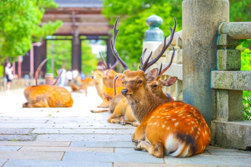 Kyoto/Osaka: Kinkakuji, Bamboo Forest, and Nara Deer Park - Arashiyama Bamboo Forest and the Katsura River