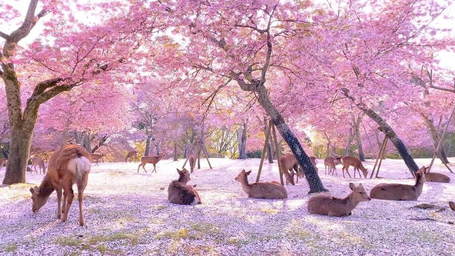 Kyoto/Osaka: Kyoto and Nara Customized Private Guided Tour - Kinkaku-ji: Kyoto’s gold-leaf showpiece