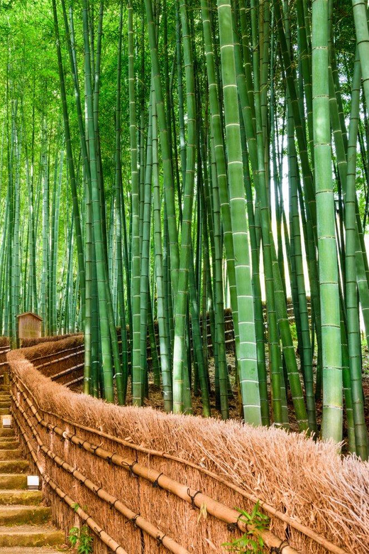 Kyoto/Osaka: Kyoto and Nara Customized Private Guided Tour - Nara Park: deer, open space, and a different feel