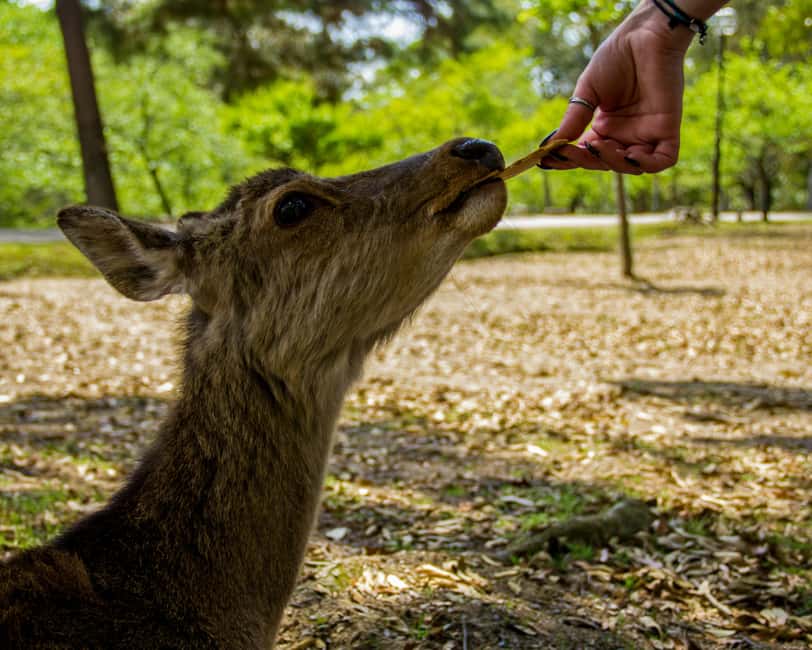 Kyoto/Osaka: Kyoto&Nara Customized Private Highlights Tour - Gion closes the day with old Kyoto atmosphere
