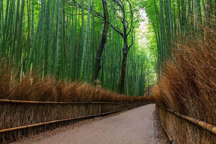 Kyoto/Osaka: Nara, Fushimi Inari Taisha, Arashiyama Bus Tour - Key things to know before booking