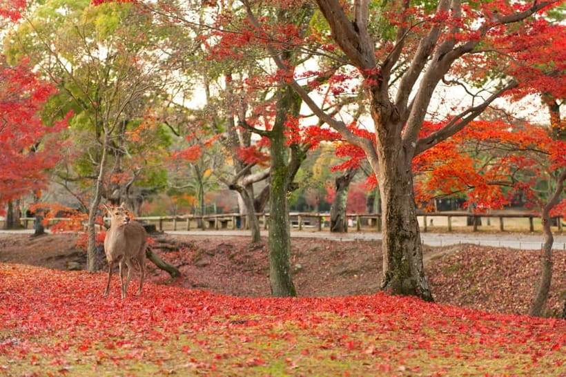 Kyoto/Osaka: Nara, Fushimi Inari Taisha, Arashiyama Bus Tour - Arashiyama gives you room to choose