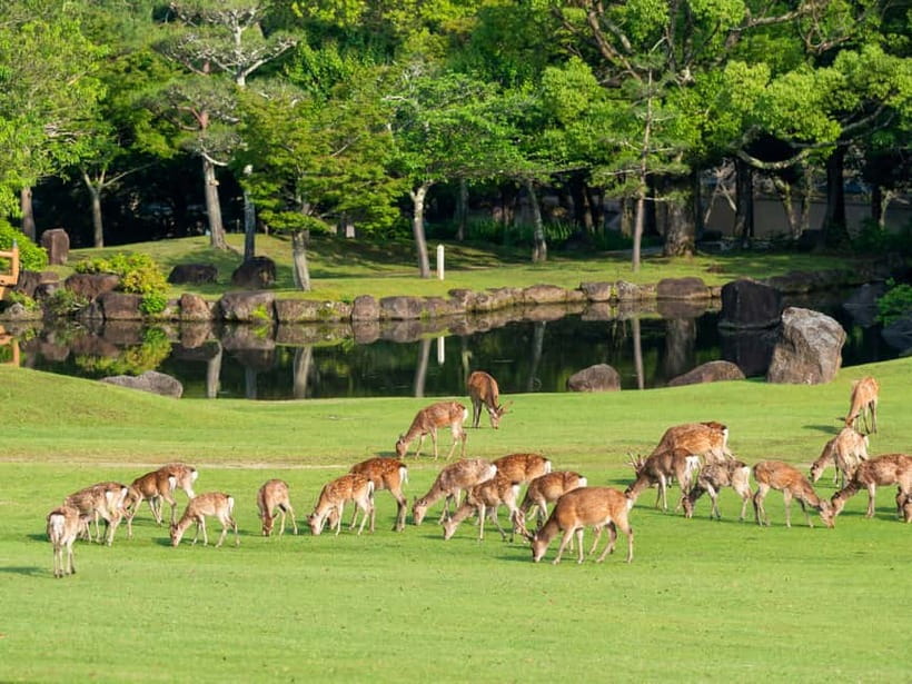 Kyoto/Osaka: Nara, Fushimi Inari Taisha, Arashiyama Bus Tour - Tenryu-ji, an optional temple visit