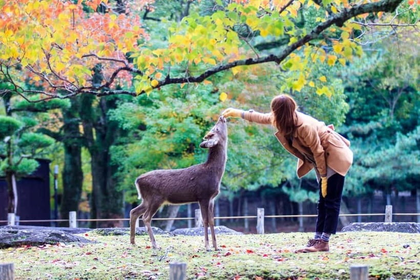 Kyoto/Osaka: Nara, Fushimi Inari Taisha, Arashiyama Bus Tour - What the $52 tour includes