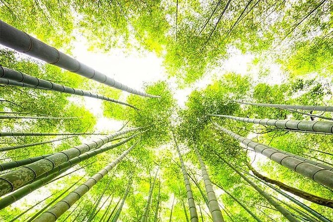 Kyoto, Osaka, Nara Private Tour by Car English Driver Guide - Who should book this private car tour?