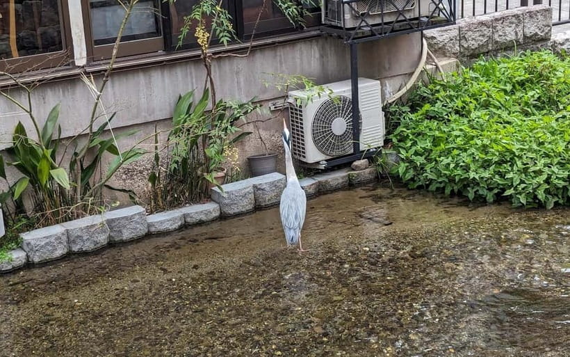 Kyoto: Personalize, private tour (3h, 5h, 8h) [W/Car Option] - Temples, shrines, and the story between them