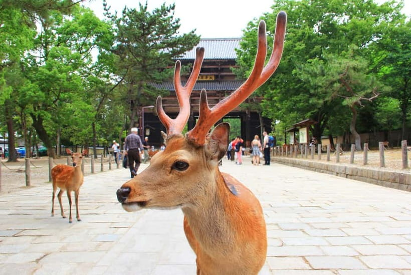 Kyoto: Private Customizable Day Tour with Guide and Vehicle - Nishiki Market: a useful break for food and local browsing