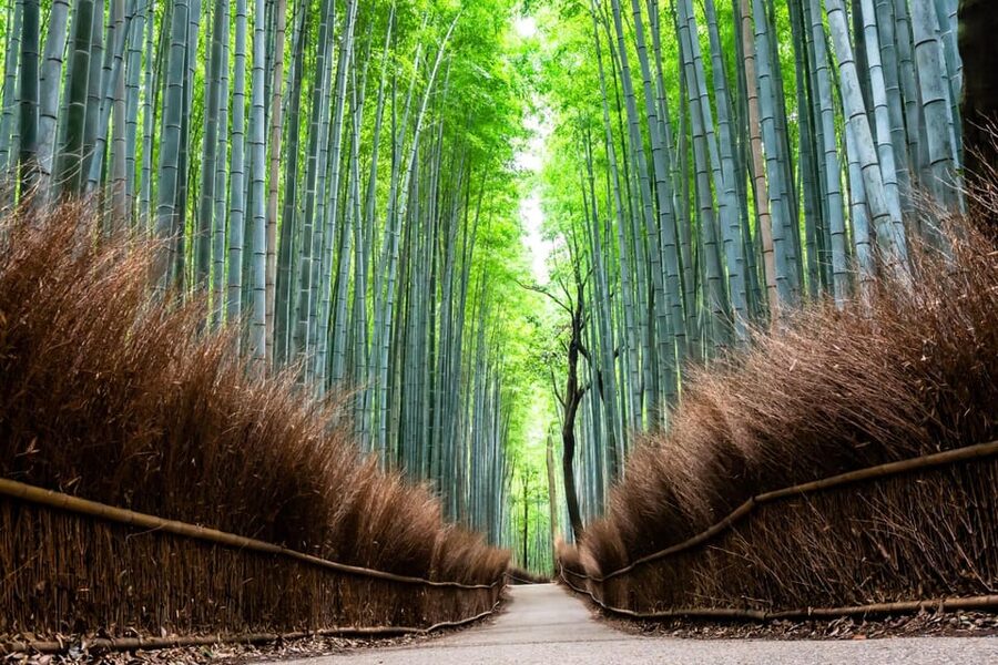 Kyoto: Private Full-Day Tour by Car - The guide and driving experience