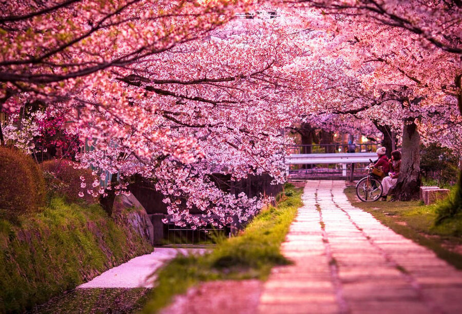 Kyoto: Private Highlights Tour with Guide and Luxury Vehicle - The guide style and what to expect