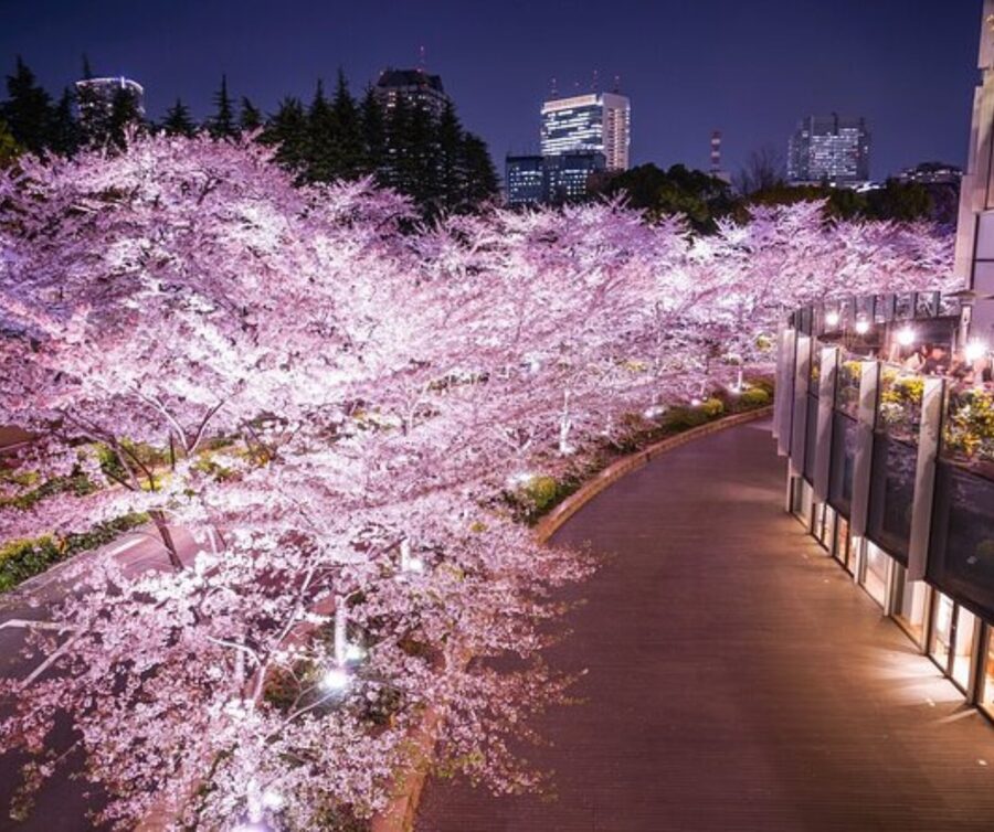 Kyoto: Private Highlights Tour with Guide and Luxury Vehicle - Kiyomizu-dera and the old eastern streets